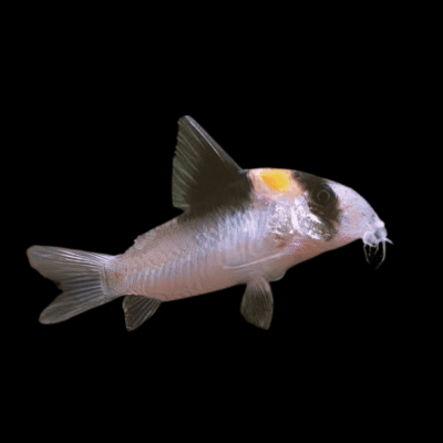 20 x Adolphi Corydoras 2,5-3cm