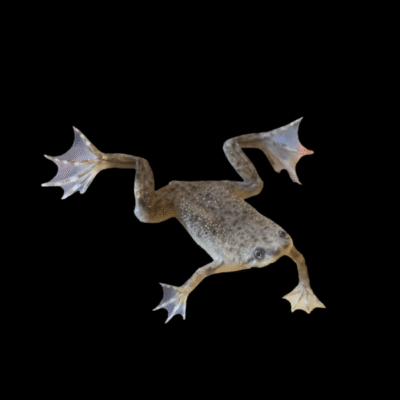 30 x African Dwarf Frog 2cm