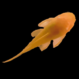 10 x Albino Green Dragon Bristlenose 3cm