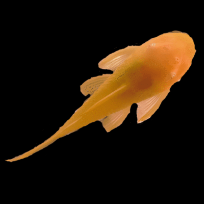 10 x Albino Green Dragon Bristlenose 3cm