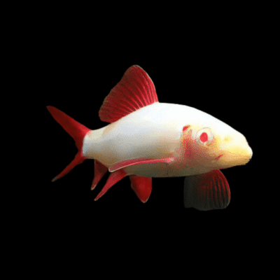 20 x Albino Rainbow Shark 4-6cm