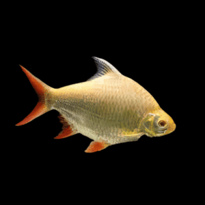 20 x Albino Red Tailed Tinfoil Barb 5cm