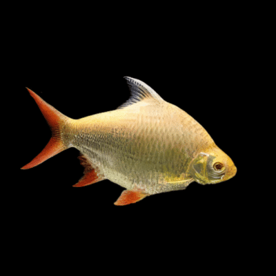 20 x Albino Red Tailed Tinfoil Barb 5cm
