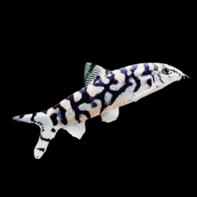 20 x Yoyo Loach 3-4cm