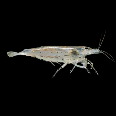 25 x Amano Shrimp 1-2cm