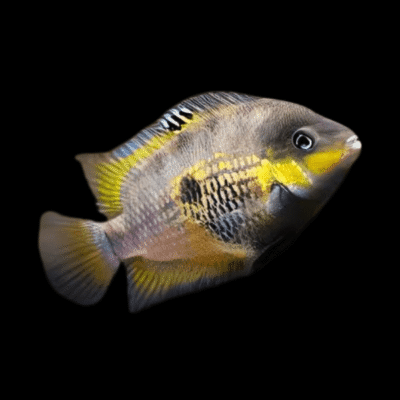 20 x Myrnae Topaz Cichlid 4cm