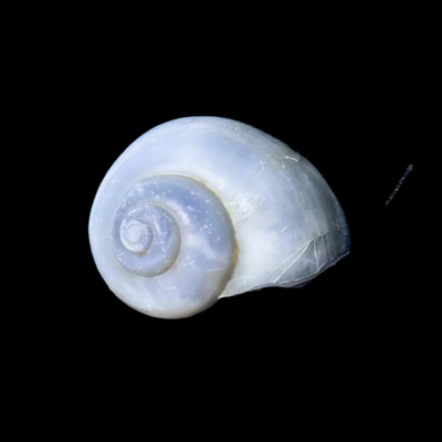 40 x Purple Apple Snail 3cm