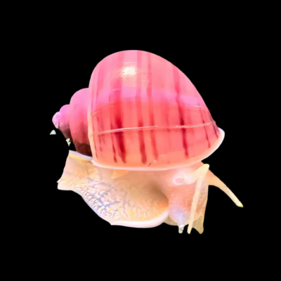40 x Pink Apple Snail 3cm