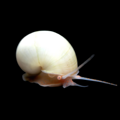 40 x White Apple Snail 3cm