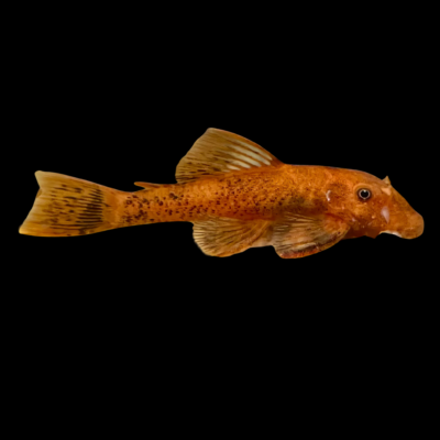 10 x Red and Black Bristlenose 3cm