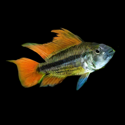 10 x Apistogramma Cacatuoides Sunburst 4cm