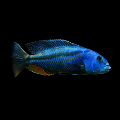 10 x Malawi Hawk Cichlid 5cm
