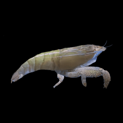 10 x Giant African Shrimp 3-4cm
