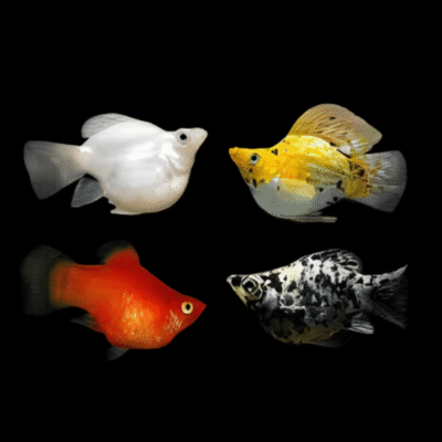 30 x Assorted Balloon Molly 2.5cm