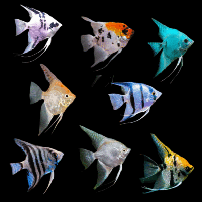 25 x Assorted Angelfish Medium 4cm