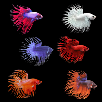 6 x Assorted Crown Tail Male Betta XL