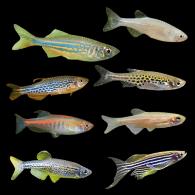 50 x Assorted Danio 3-4cm