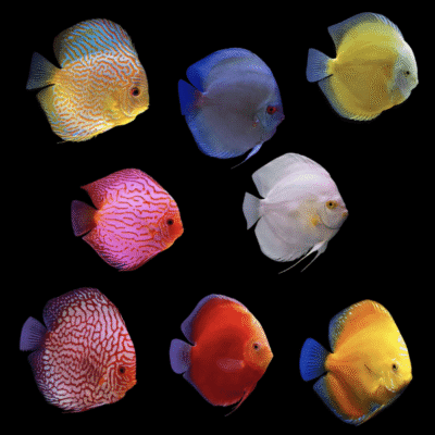 6 x Assorted Discus 13cm