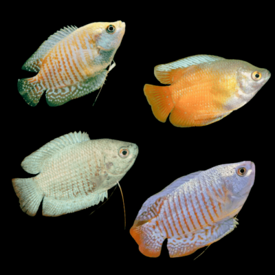 20 x Assorted Female Dwarf Gourami 3cm