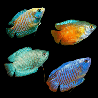 24 x Assorted Male Dwarf Gourami 3cm