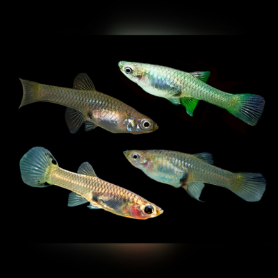 60 x Assorted Female Guppy 3-4cm