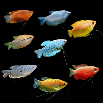 30 x Assorted Gourami 6cm