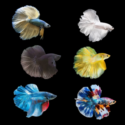 6 x Assorted Butterfly Half Moon Male Betta XL