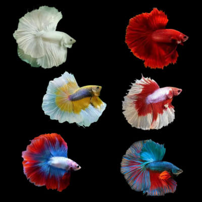 6 x Assorted Double Tail Male Betta XL
