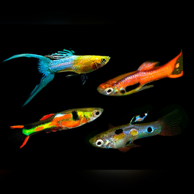 30 x Assorted Male Endler Guppy 2.5cm