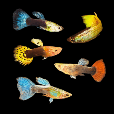 40 x Assorted Male Guppy 3-4cm