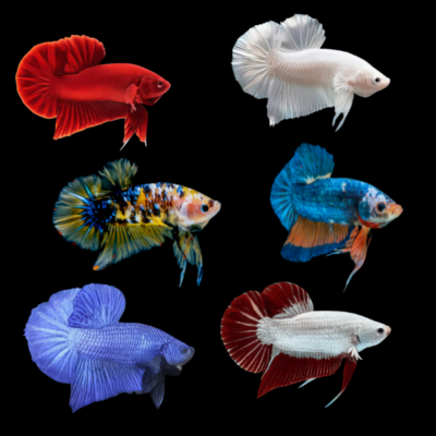 6 x Assorted Plakat Male Betta XL