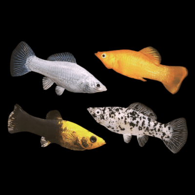 30 x Assorted Molly 3-4cm