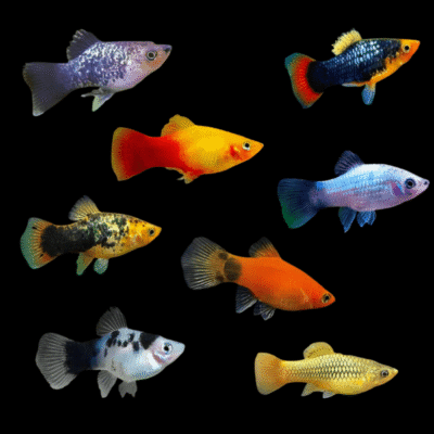 40 x Assorted Platy 2-2.5cm