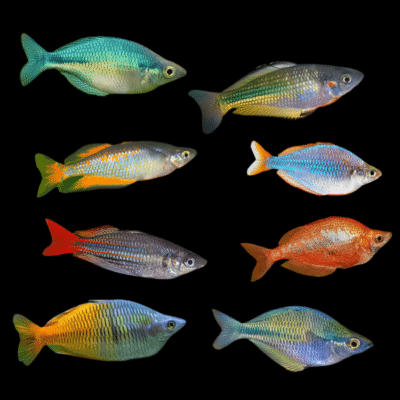 20 x Assorted Rainbow Fish 4.5cm