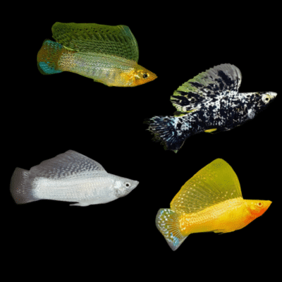 30 x Assorted Sailfin Molly 3-4cm