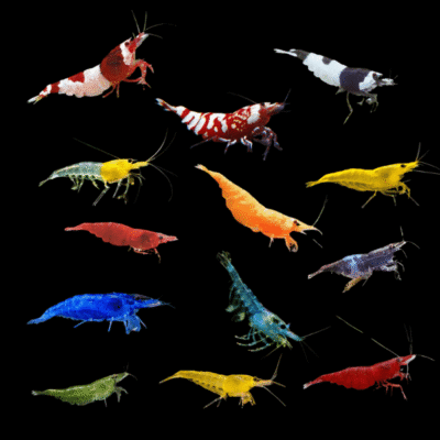 30 x Assorted Cherry Shrimp 1.5cm