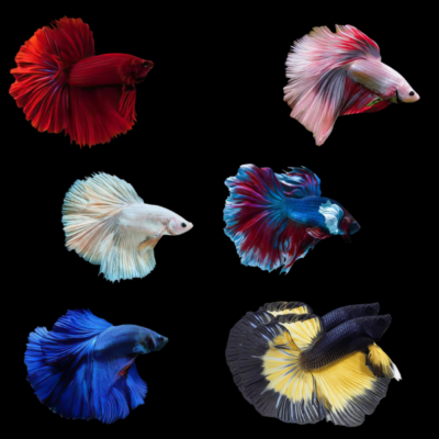 6 x Assorted Super Delta Male Betta XL