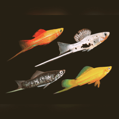 40 x Assorted Swordtail 3-4cm