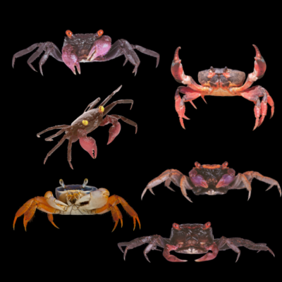 25 x Assorted Vampire Crab 4cm