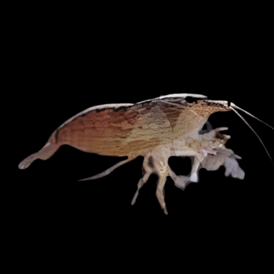 10 x Bamboo Wood Shrimp 3cm