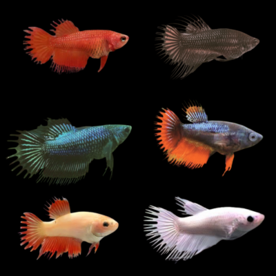 15 x Assorted Crown Tail Female Betta XL