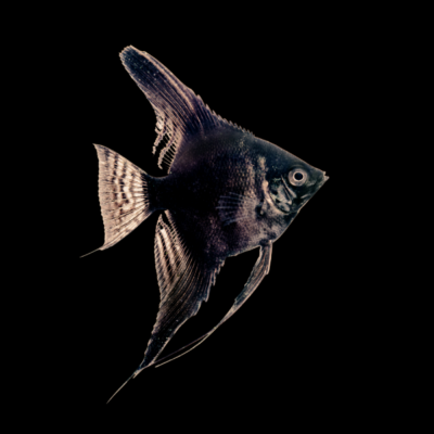 20 x Black Angelfish 4cm