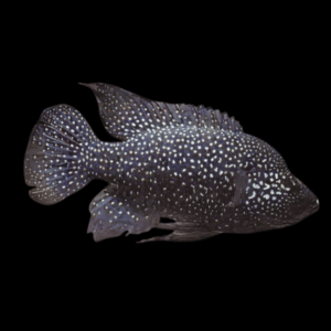 10 x Black Diamond Madagascar Cichlid 5cm