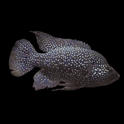 10 x Black Diamond Madagascar Cichlid 5cm