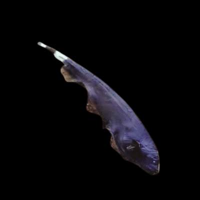 10 x Black Ghost Knife Fish 6cm