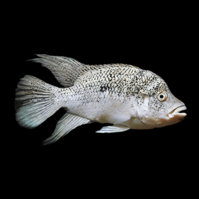 20 x Black Nasty Cichlid 4cm