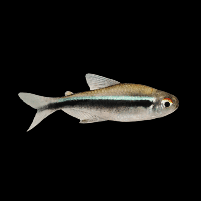 50 x Black Neon Tetra 2,5-3cm