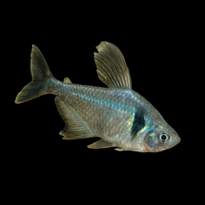 25 x Black Phantom Tetra 2-2,5cm