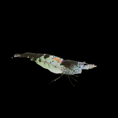 30 x Black Rili Shrimp Neocaridina 1.5cm