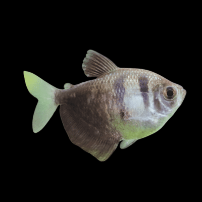 40 x Black Widow Tetra 2,5-3cm